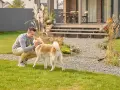 Uśmiechnięty mężczyzna głaszcze swojego psa, który stoi na trawniku przed domem. To szczęśliwy labrador na dworze.