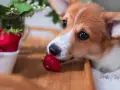 Corgi delikatnie wącha truskawkę, zastanawiając się, czy pies może jeść truskawki.