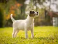 Młody, energiczny russell terrier stoi na trawie, wpatrzony w dal.
