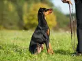 Doberman siedzi na trawie, patrząc na swojego pana. To obrazek o tym, jak zostać alfa dla psa.