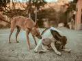 Suczka ma odruchy kopulacyjne, bo jest w cieczce. Drugi pies ją obwąchuje.