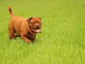 Potężny dog bordeaux w czerwonej obroży biegnie przez soczystą, zieloną trawę, z językiem na wierzchu.