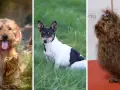 Trzy psy: kudłaty rudy, czarno-biały i brązowy z kokardką. Czy to zapowiedź nowej rasy psa?