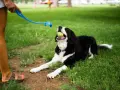 Pies rasy Bernese Mountain Dog z piłką w pysku leży na trawie, czekając na rzut. To świetny moment, by nauczyć psa aportować!