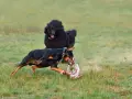 Doberman w kagańcu bawi się zabawką, a w tle czarny pudel. Czy doberman jest agresywny? Ten piesek pokazuje, że niekoniecznie!