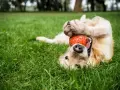 Szczeniak golden retriever bawi się pomarańczową piłką na trawie. Idealne zabawki dla szczeniaka, które zapewnią mu radość i zajęcie.