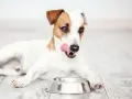 Jack Russell terrier oblizuje pyszczek, zastanawiając się, czy wybrać karmę suchą czy mokrą dla psa. Pusta miska czeka.