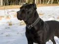 Czarny pies rasy Cane Corso, imponujący swoją wielkością, stoi na śniegu.