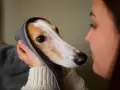 Delikatne otulenie psa ręcznikiem, troska o jego komfort, gdy dopada go psi katar.