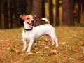 Wesoły jack russell terrier krótkowłosy w jesiennym lesie, z uszami do góry i ogonem wesoło podniesionym.