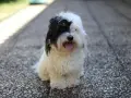 Uroczy coton de tuléar z czarną łatką na oku siedzi na kamienistej ścieżce, dysząc z językiem na wierzchu.