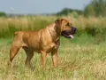 Potężny boerboel czarny, z łańcuchem na szyi, stoi na łące.