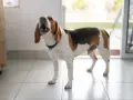 Pies beagle stoi na kafelkach i szczeka bez powodu, z otwartym pyskiem i uszami opuszczonymi.