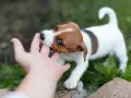 Uroczy szczeniak Jack Russell Terrier gryzie palec, ucząc się, jak oduczyć szczeniaka gryzienia.