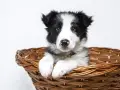 Uroczy szczeniak rasy border collie w wiklinowym koszyku. Czeka na nowy dom, gotowy do odsprzedaży.