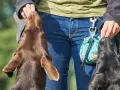 Trening z psami metodą klikerową. Dwa psy, brązowy i czarny, wyciągają łebki do ręki człowieka, który trzyma smakołyki.