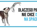 Pies się zapiera i nie chce iść na spacer, trzymając smycz w pysku.