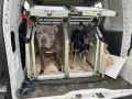 Dwa psy, jeden szary pitbull i jeden czarny kundelek z niebieskim okiem, czekają w transporterach w bagażniku samochodu na podróż do Czech.
