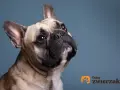 Uroczy buldog francuski z zaciekawieniem spogląda w górę. Jego waga jest idealna, by być pieszczochem.