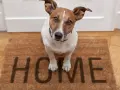 Uroczy piesek siedzi na wycieraczce z napisem "HOME". Czeka na powrót swoich ludzi do domu.