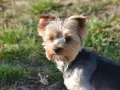 Uroczy yorkshire terrier na trawie. Zastanawiasz się, ile powinien jeść 2 kg york?