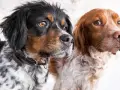 Dwa psy rasy spaniel bretoński, jeden czarno-biały, drugi rudy, patrzą w bok.