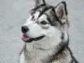 Piękny pies podobny do husky z brązowymi oczami i wyrazistą, czarno-białą sierścią, z językiem na wierzchu.