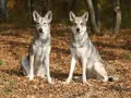 Dwa wilki, podobne do psów, siedzą na jesiennych liściach w lesie.