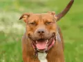 Uśmiechnięty brązowy pitbull w różowej obroży, z językiem na wierzchu. Czy pitbull jest groźny? Ten piesek wygląda na bardzo przyjaznego!