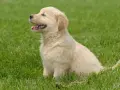 Uroczy szczeniak golden retriever siedzi na trawie. Czy golden retriever może mieszkać na dworze? Ten maluch wygląda na szczęśliwego na świeżym powietrzu!