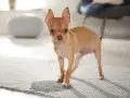 Mały, rudy szczeniak chihuahua stoi na dywaniku. Wygląda, jakby miał zaraz coś zrobić, może nawet szczeniak sika co 10 minut.