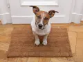 Jack Russell na wycieraczce, czekający na dźwięki. Proces odwrażliwiania psa na dźwięki wymaga cierpliwości.