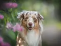 Piękny pies rasy Aussie z charakterystycznym umaszczeniem merle, otoczony kwitnącymi krzewami.