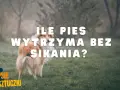 Pies rasy collie na trawie, z napisem "ILE PIES WYTRZYMA BEZ SIKANIA?".