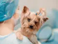 Mały yorkshire terrier z problemami neurologicznymi u weterynarza. Piesek ma zawiązane na gumkę włoski na głowie.