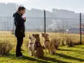 Kobieta, jak się nazywa treser psów, szkoli trzy psy na trawiastym wybiegu.