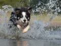 Rasa psa collie w pełnym biegu przez wodę, tworząc kaskadę bryzgów.