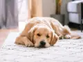 Złoty retriever leży na dywanie, wyglądając na lekko zmartwionego. Może to być objaw gronkowca u psa, który wymaga uwagi weterynarza.