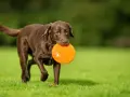 Czekoladowy labrador z pomarańczowym frisbee w pysku, gotowy do zabawy. Jego radosny charakter widać w każdym ruchu.