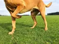 Pies w pozycji modlitewnej na zielonej łące, z podniesioną przednią łapą.