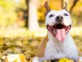 Uśmiechnięty pies rasy pitbull leży wśród jesiennych liści, ciesząc się ciepłym słońcem.