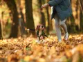 Jesienny spacer. Beagle wpatrzony w rękę opiekuna, zastanawia się, dlaczego pies chodzi za mną krok w krok.