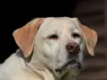 Uroczy labrador, idealny labrador dla dzieci, patrzy w dal z zaciekawieniem.