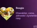 Radosny beagle piesek w sercu, biegnie po trawie. Informacje o rasie beagle: charakter, zdrowie, żywienie.
