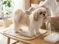 Uroczy shih tzu amerykański czesany przez opiekuna. Na stole leżą grzebień, nożyczki i ręcznik.