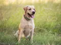 Uroczy, beżowy labrador siedzi na trawie. Zastanawiasz się, ile kosztuje labrador? Ten przyjacielski piesek jest gotowy na przygodę!