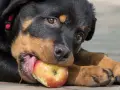 Szczeniak rottweilera gryzie jabłko, sprawdzając, czy pies może jeść jabłko.