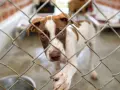 Małe pieski ze schroniska tęsknią za domem. Ten brązowo-biały maluch patrzy zza kraty, mając nadzieję na adopcję.