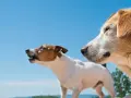 Dwa psy na tle błękitnego nieba. Mniejszy szczeka, większy patrzy w bok. Może to scena z poradnika jak przyzwyczaić psa do spania na dworze.