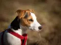 Uważny jack russel w czerwonej obroży, z zaciekawieniem obserwuje otoczenie.